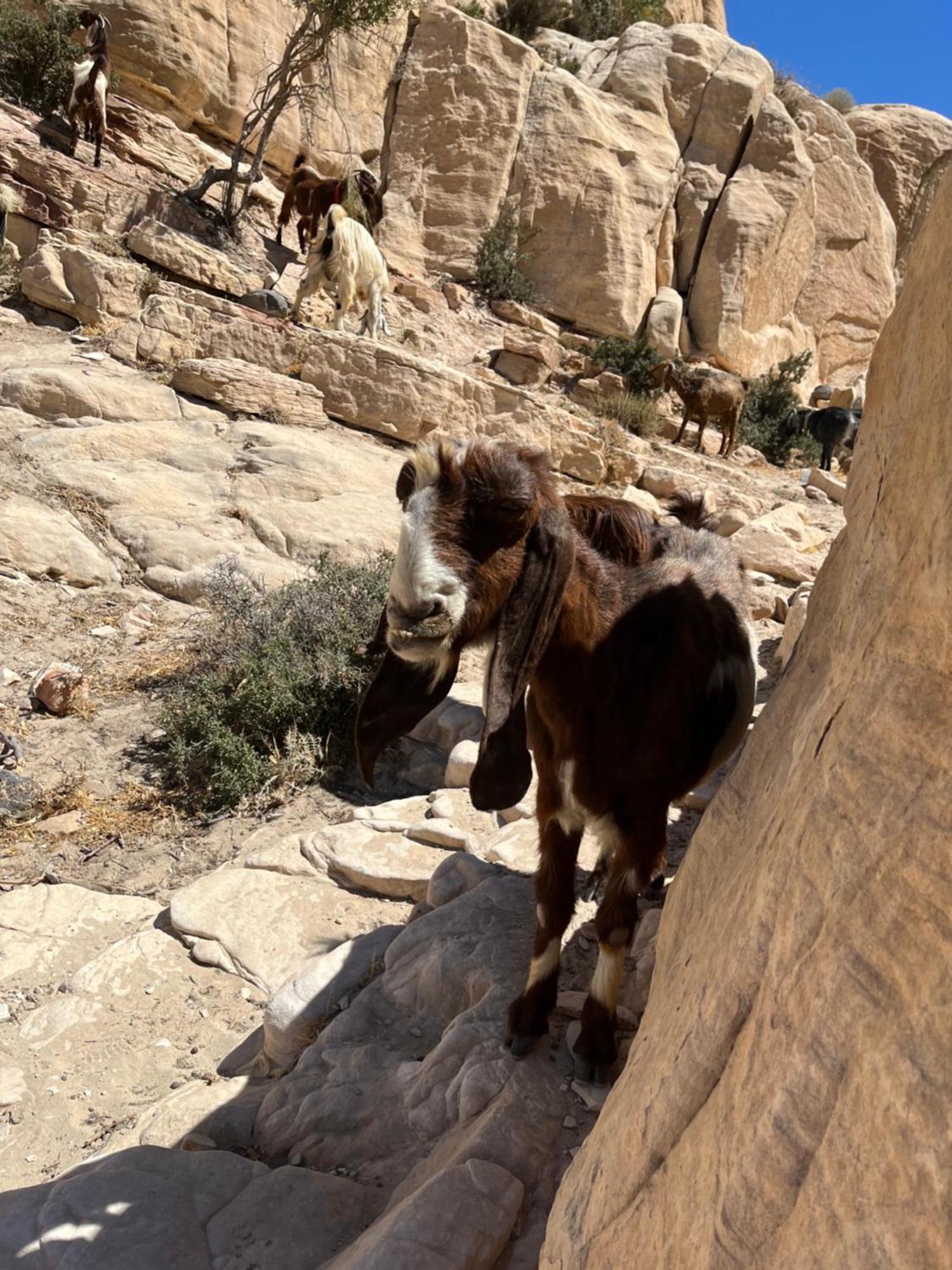 Al-Nawatef Eco Camp- Dana Nature Reserve Eksteriør bilde