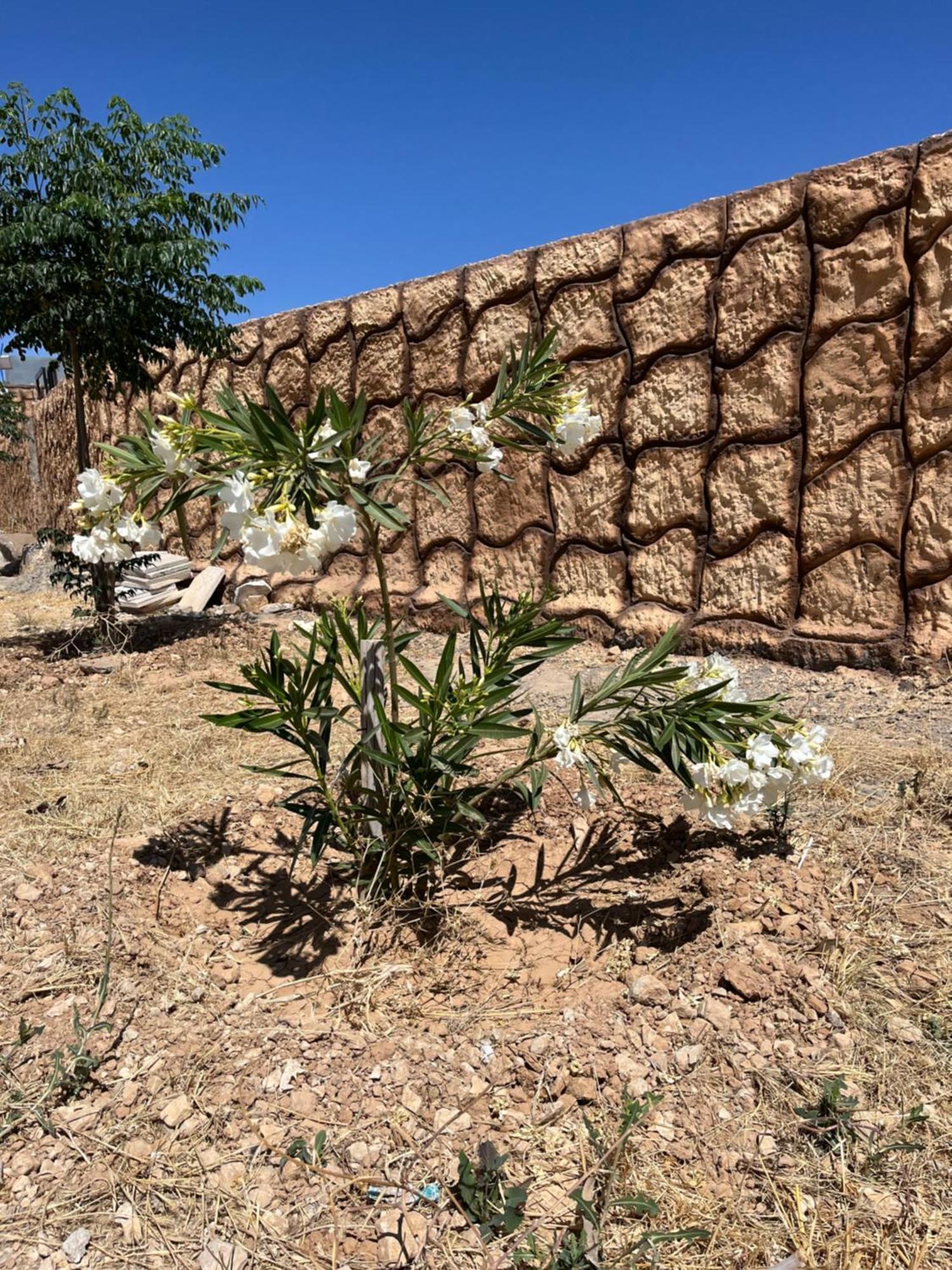 Al-Nawatef Eco Camp- Dana Nature Reserve Eksteriør bilde